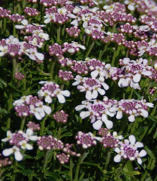 Iberis sempervirens 'Pink Ice'
